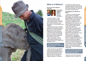Screenshot of article in "Elephants in Asia, Ethically" 